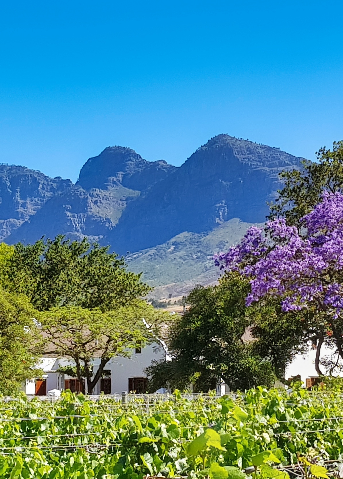 Embark on thrilling safaris, explore stunning coastlines, and embrace the diverse culture of South Africa